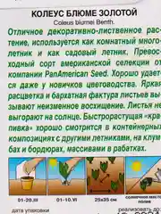 Семена Колеус блюме "Золотой" набор 1, 3, 5 уп