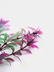 Вишнёвый растение для аквариума 30 см, водоросли для аквариума, декор для аквариума