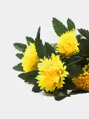Желтый 411-416 2 желтых