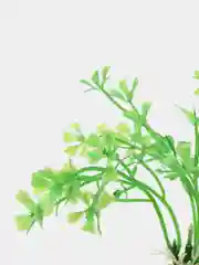 Лайм растение для аквариума 5-13 см, водоросли для аквариума, декор для аквариума