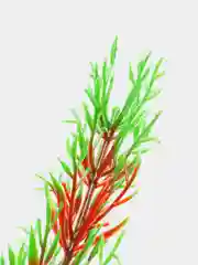 Растение для аквариума Plant 001 Перистолистник красный