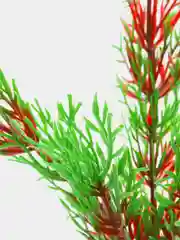 Растение для аквариума Plant 001 Перистолистник красный