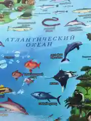 Интерактивная карта мира для детей "Животный и растительный мир Земли", ламинированная
