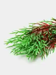 Растение для аквариума Plant 001 Перистолистник красный