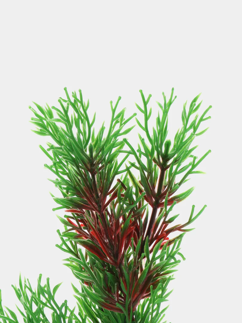 Растение для аквариума Plant 001 Перистолистник красный