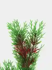 Растение для аквариума Plant 001 Перистолистник красный