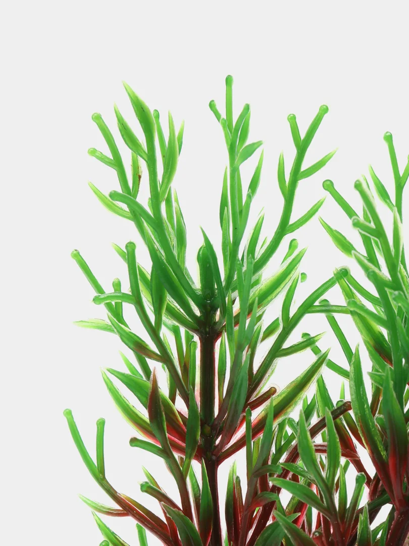Растение для аквариума Plant 001 Перистолистник красный