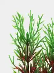 Растение для аквариума Plant 001 Перистолистник красный