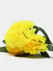 Лимонный искусственные цветы, хризантемы