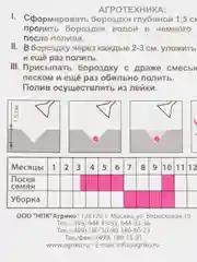 Морковь в гранулах (гранулированная) Амстердамска 300 шт, раннеспелая, семена