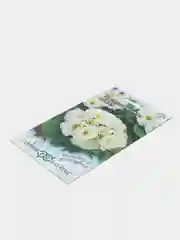 Белый семена цветов примула, разные сорта