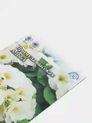 Белый семена цветов примула, разные сорта