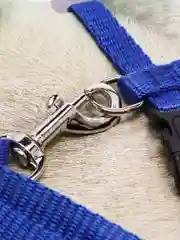 Шлейка с поводоком  для кошек