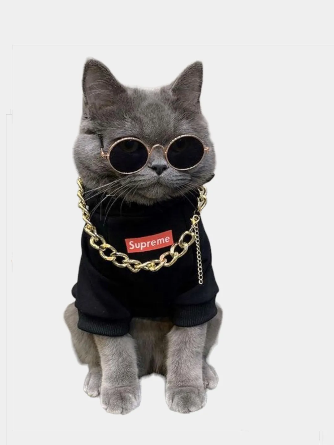 Очки для кошек и собак купить по цене 250 ₽ в интернет-магазине KazanExpress