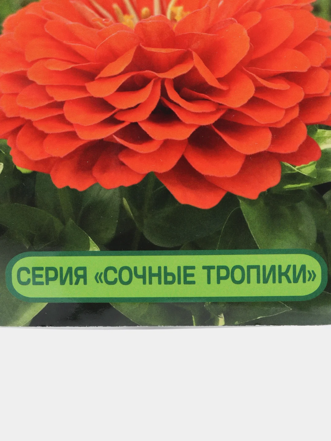 Семена цветов Цинния "Дайкири", Партнер
