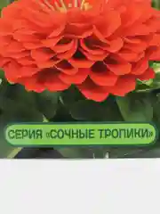 Семена цветов Цинния "Дайкири", Партнер