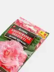 Бегония Америгибрид Пикоти розовое кружево (семена,цветы)
