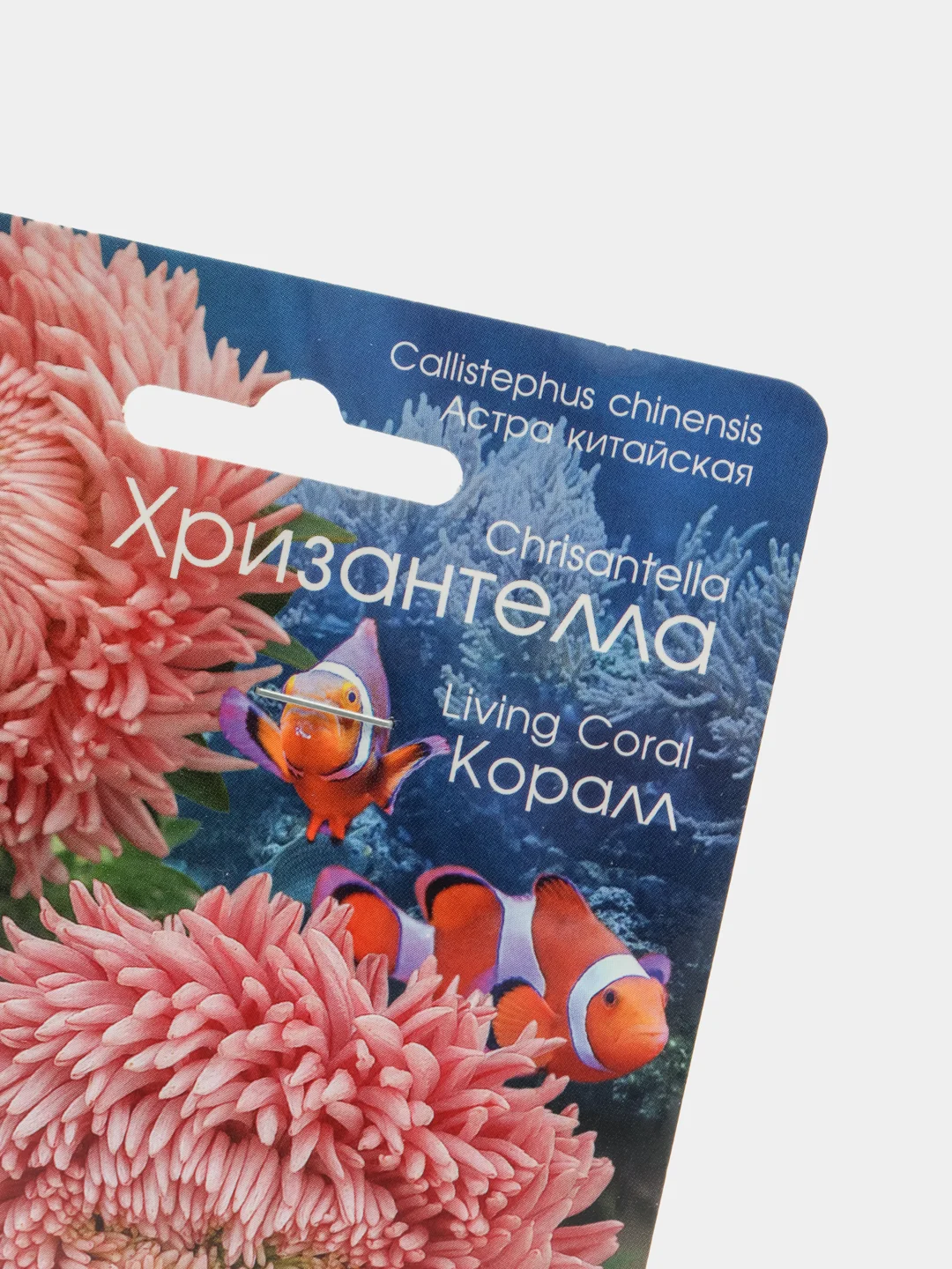 Семена Астра хризантелла "Коралл", Биотехника