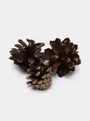 Шишки натуральные