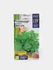Кориандр кинза "Янтарь", урожай на окне