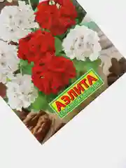 Пеларгония Дансер Босворт (семена,цветы)