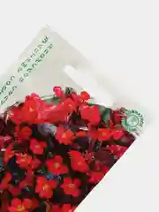 Семена, бегония "Викинг" красная на шоколадном