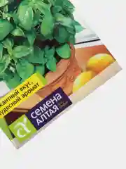 Базилик зеленый, ароматный, урожай на окне