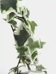 Белый искусственные растения лиана, плюща, виноградные листья, зелень, ветка, цветы, декор 180см