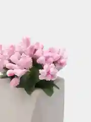 Розовый букет тычинок, с сахарными вставками