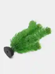 Растение для аквариума Plant 002 Амбулия зелёная