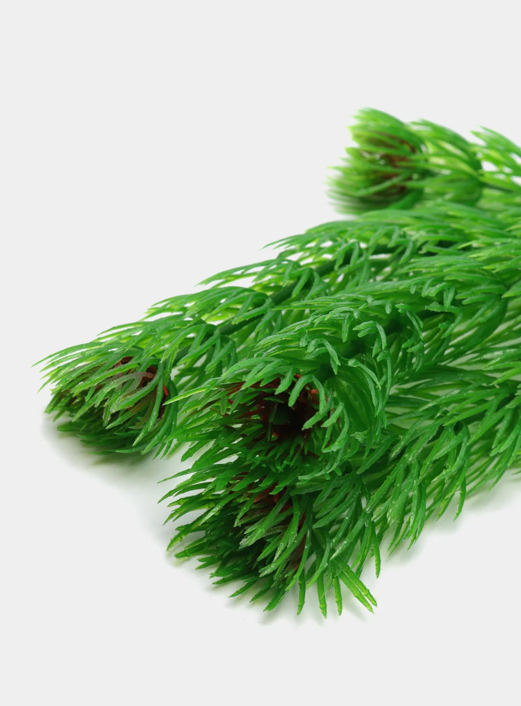 Растение для аквариума Plant 002 Амбулия зелёная