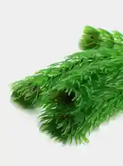 Растение для аквариума Plant 002 Амбулия зелёная