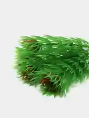 Растение для аквариума Plant 002 Амбулия зелёная