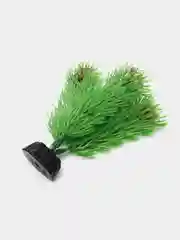Растение для аквариума Plant 002 Амбулия зелёная