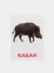 Салатовый развивающие карточки по методике Г. Домана для детей, 12 карт, А6, 3+