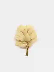 Белый сухоцветы в контейнере