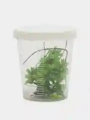 Лайм сухоцветы в контейнере