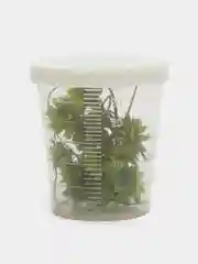 Зеленый сухоцветы в контейнере
