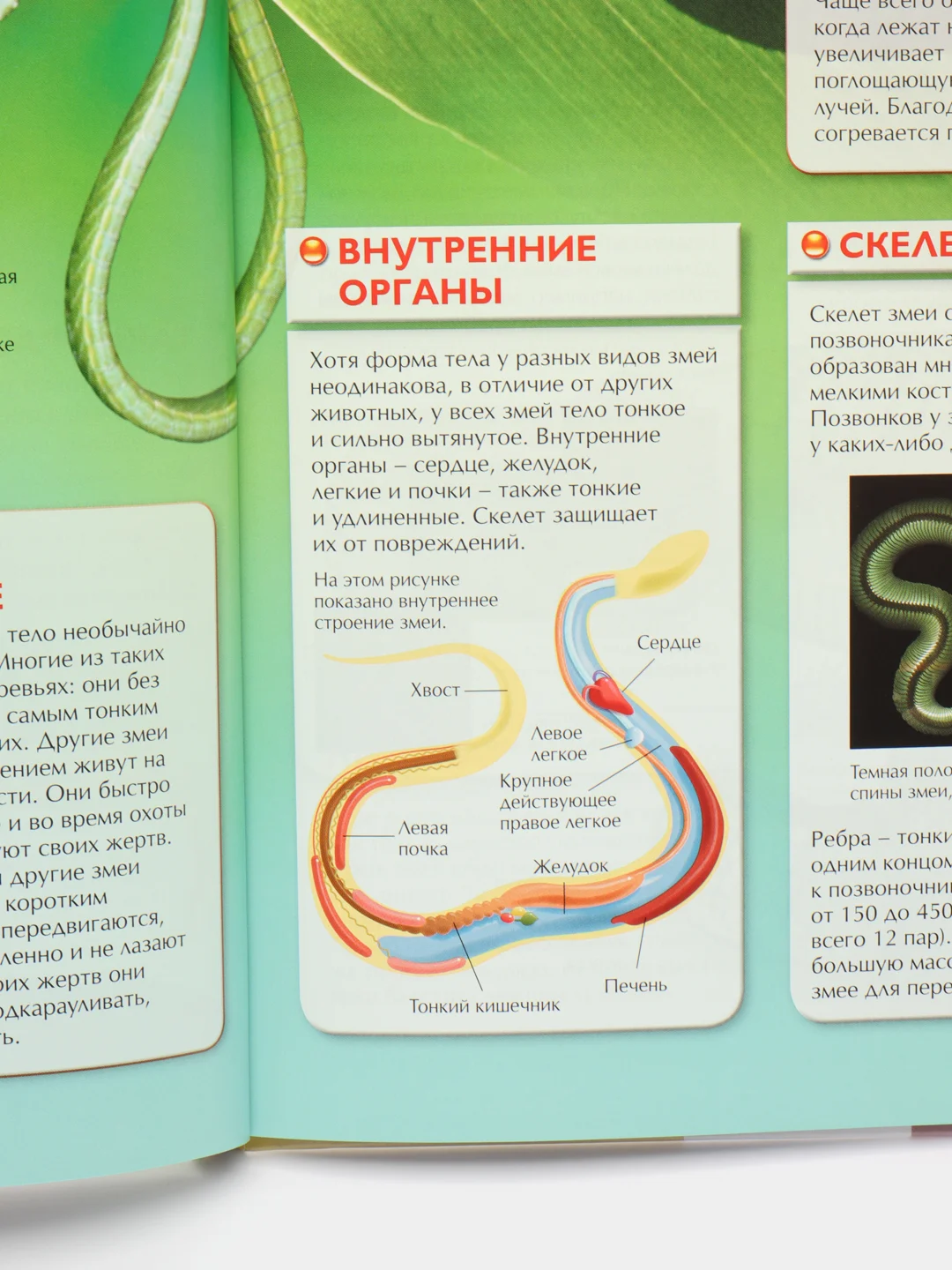 Зелёный хаки детская энциклопедия