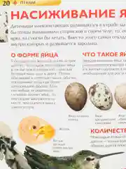 Коралловый меланж детская энциклопедия