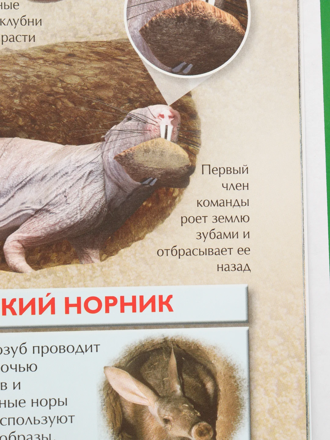 Бежевый детская энциклопедия