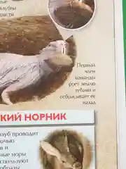 Бежевый детская энциклопедия