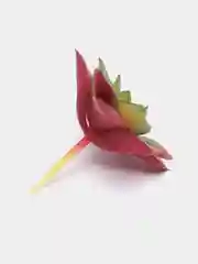 Бордовый суккулент
