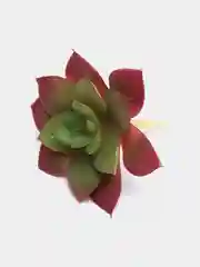 Бордовый суккулент