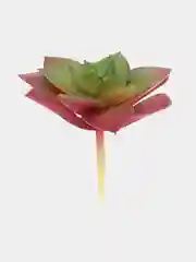 Бордовый суккулент