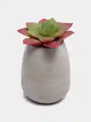 Бордовый суккулент
