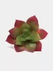 Бордовый суккулент