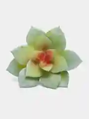 Зеленый суккулент