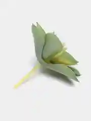 Зеленый суккулент