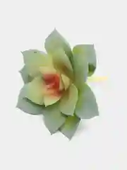 Зеленый суккулент